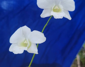 Dendrobium orchid in Bloom size live plant- white flower