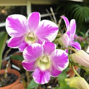 Dendrobium Orchid seedling Plug Pink Splash Hybrid  live plant