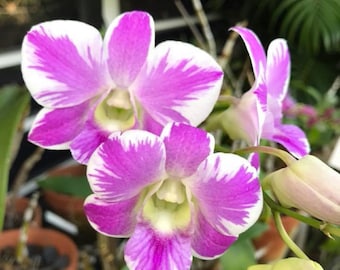 Dendrobium Orchid seedling Plug Pink Splash Hybrid  live plant