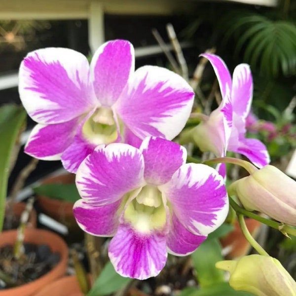 Dendrobium Orchid seedling Plug Pink Splash Hybrid  live plant