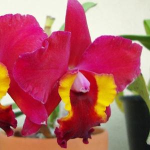 Orchid plant Pot Immaculate Heart &quot;Hilo red&quot; Big flower