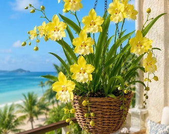 Oncidium Celtic Sun Maya Yellow Orchid-pansy Orchid-fragrant