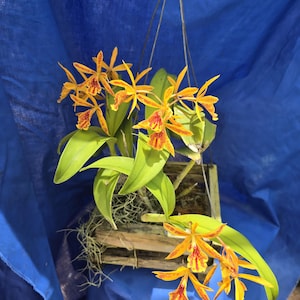 in bloom fragrant yellow flowers orchid living plant-mounted in 6 inch basket