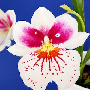 Miltonia orchid Live plant ~ Pansy orchid~Rubenesque "Brockton"  ~Miltoniopsis ~large size not in bloom