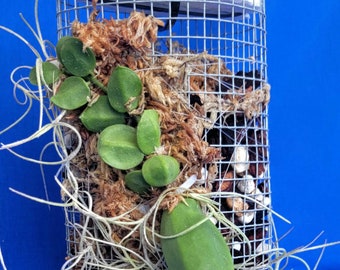 Dischidia major Malayan urn vine succulent live plant mounted~rattle skull plant