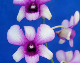 Dendrobium orchid in Bloom size live plant mature size