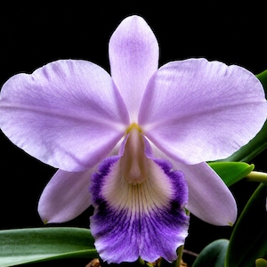 May include: A Cattleya orchid flower featuring large, light lavender petals and a central labellum with a deep purple ruffled edge, a white throat, and subtle yellow accents at the base, set against a dark, solid black background.