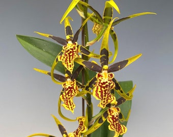 Oncidium Mclra golden gamble Orchid Live plant yellow flowers