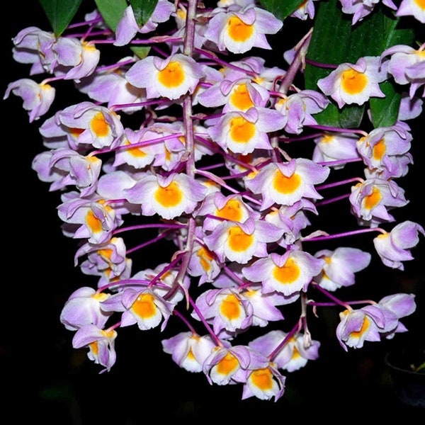 Fragrant Dendrobium orchid live plant~Rare Dendrobium Amabile bloom size