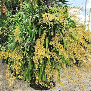 Puede incluir: Una exuberante planta de orqu&iacute;deas con largas hojas verdes y racimos de peque&ntilde;as flores amarillas en cascada. La planta est&aacute; adherida a un tronco de &aacute;rbol, creando una exhibici&oacute;n tropical natural. La escena se desarrolla al aire libre con un fondo soleado.