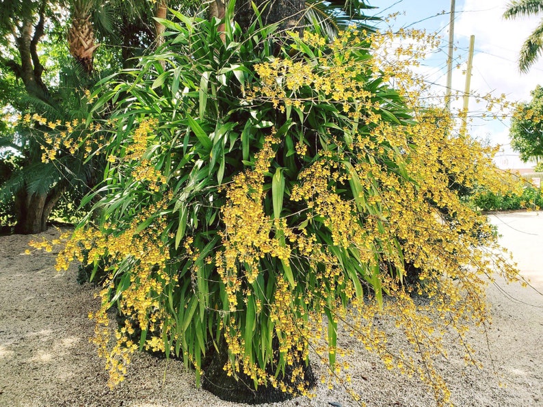 Puede incluir: Una exuberante planta de orqu&iacute;deas con largas hojas verdes y racimos de peque&ntilde;as flores amarillas en cascada. La planta est&aacute; adherida a un tronco de &aacute;rbol, creando una exhibici&oacute;n tropical natural. La escena se desarrolla al aire libre con un fondo soleado.