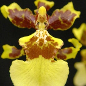 Puede incluir: Primer plano de una vibrante flor de orqu&iacute;dea con p&eacute;talos amarillos y marcas marrones. La flor tiene una forma y textura &uacute;nicas, sobre un fondo oscuro. Los intrincados detalles de la orqu&iacute;dea son claramente visibles.