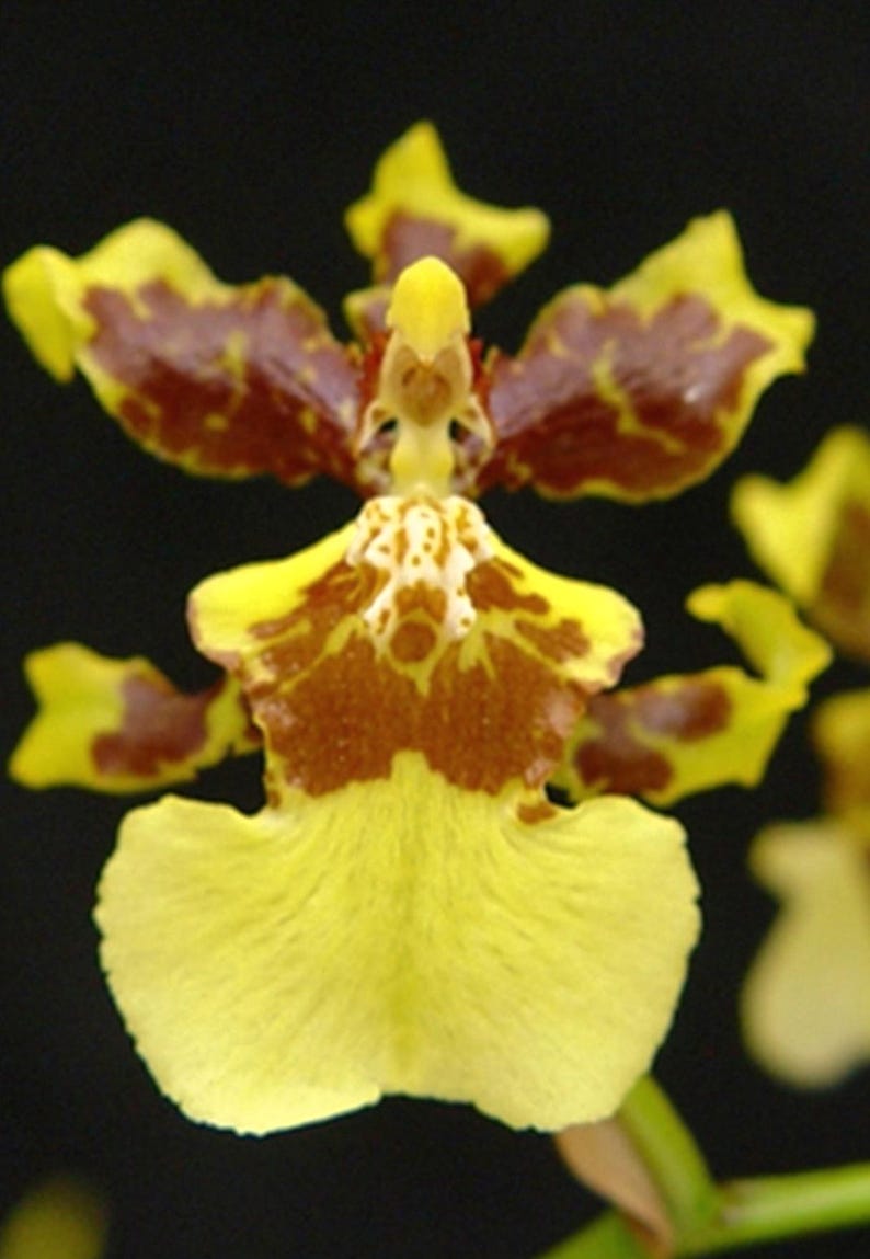 Puede incluir: Primer plano de una vibrante flor de orqu&iacute;dea con p&eacute;talos amarillos y marcas marrones. La flor tiene una forma y textura &uacute;nicas, sobre un fondo oscuro. Los intrincados detalles de la orqu&iacute;dea son claramente visibles.