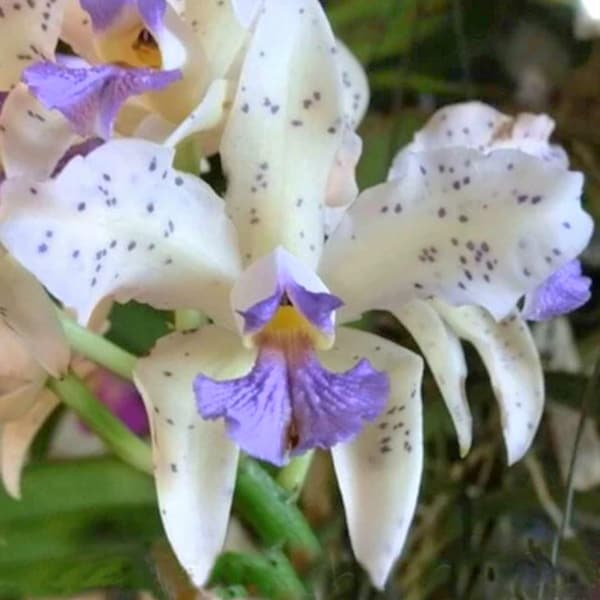 Cattleya Orchid Fragrant flower 2.5" pot -very rare C. amethystoglossa "paiguas"