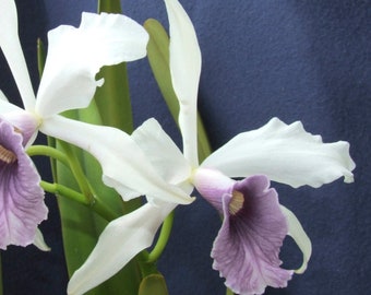 Orquídea Cattleya Flor fragante maceta de 4" -muy rara laelia purpurata catsya coerulea