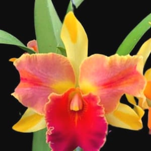 Cattleya Orchid Fragrant flower 2.5 inch pot -very rare Rlc Amazing Thailand "magician"