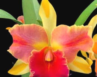 Orchidée Cattleya 'Magician' Rlc Thailand - Fleur hybride rare et parfumée