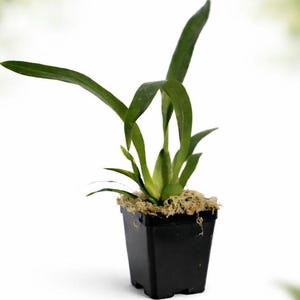 Orquídea amarilla Oncidium sphacelatum, orquídea pensamiento, orquídea amarilla dama bailarina with 4" pot