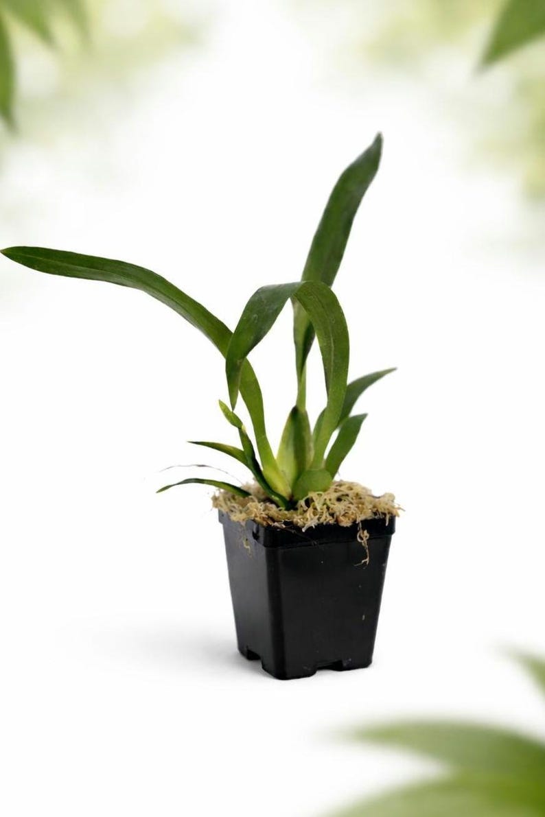 Orquídea amarilla Oncidium sphacelatum, orquídea pensamiento, orquídea amarilla dama bailarina with 4" pot