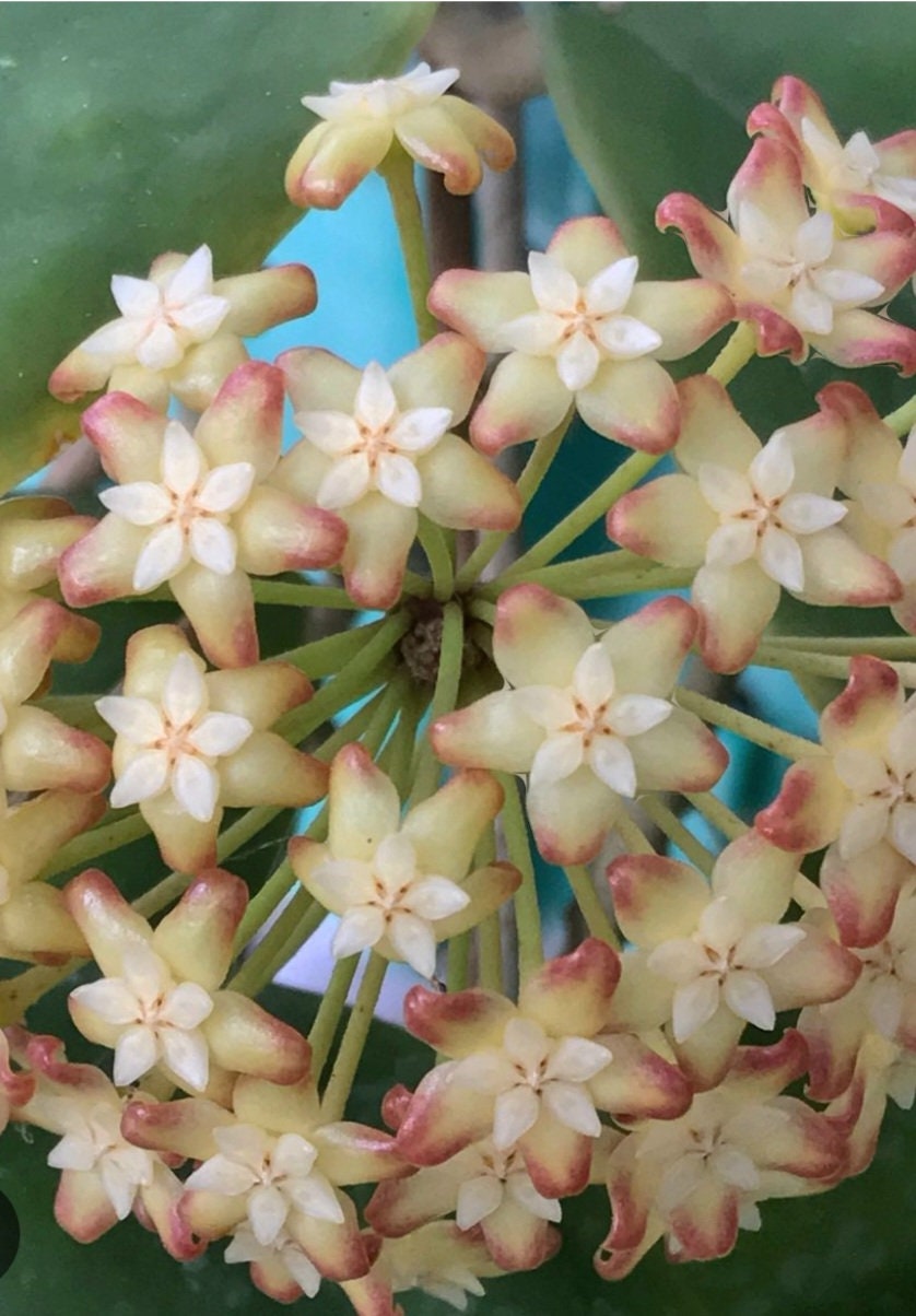 Hoya incrassata moon shadow variegata live plant~ wax plant