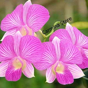 Dendrobium Orchid seedling Plug Pink Thailand stripe live plant image 3