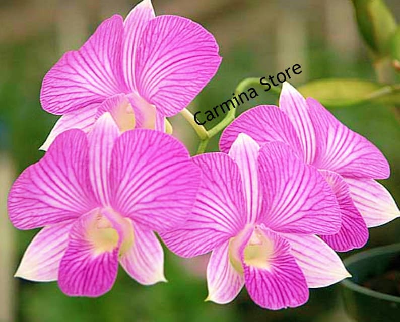 Dendrobium Orchid seedling Plug Pink Thailand stripe live plant image 3