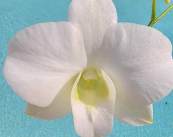 Dendrobium orchid Bloom size live plant- white flower