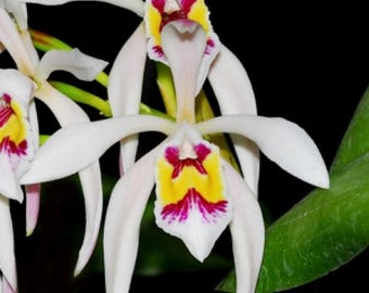 Rare Cattleya Orchid Pacavia 2 Inch Pot-laelia Tenebrosa X Laelia