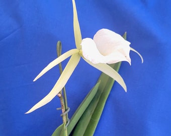Brassavola  orchid " mas mejor" live plant large in bloom