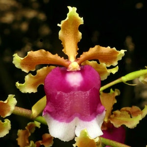 Oncidium fuscatum Orchid Live plant