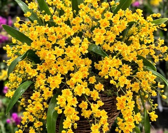 Fragrant Oncidium Orchid Twinkle 'gold dust' yellow flowers live plant
