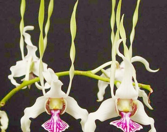 Dendrobium Orchid seedling Plug~ Den stratiotes live plant~ starter plug