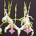 see more listings in the Dendrobium Small~Medium section