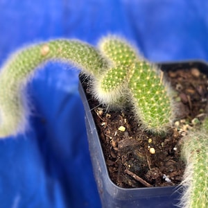 Cactus cola de mono ~ Hildewintera colademononis planta viva de cactus maduro
