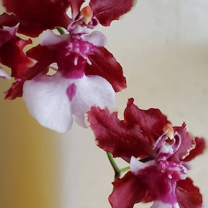 Oncidium sharry baby Sweet fragranceChocolate Orchid Plug SEEDLING SIZELive plant image 5