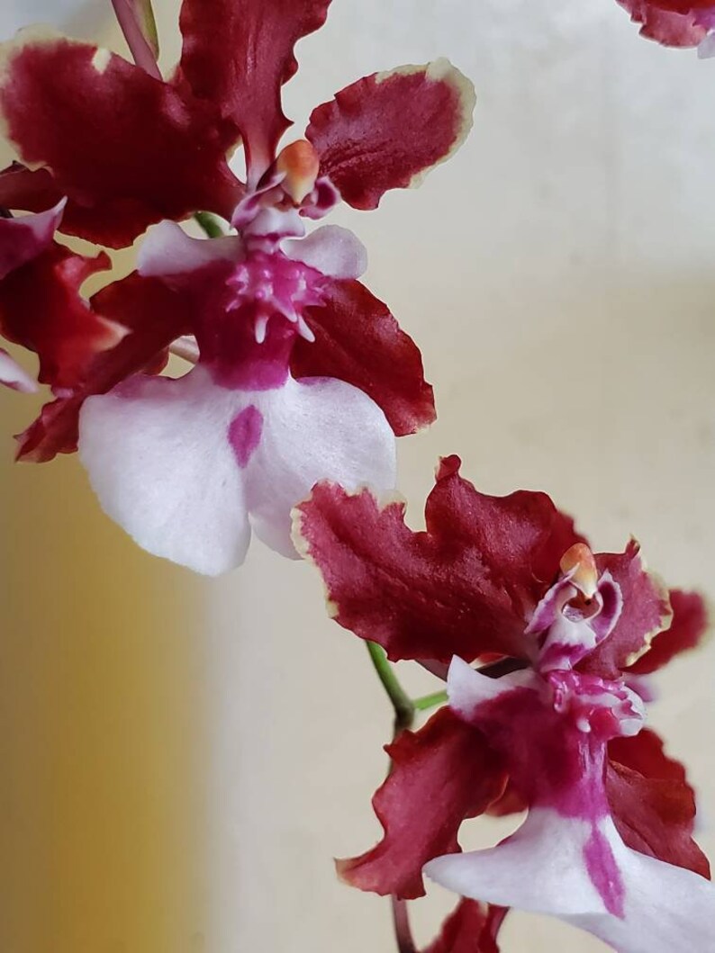 Oncidium sharry baby Sweet fragranceChocolate Orchid Plug SEEDLING SIZELive plant image 5
