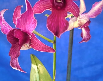 Orchidée dendrobium en fleurs taille plante vivante