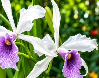 Laelia Purpurata (werkhauseri X Roxo Violeta) - Etsy Laelia Purpurata (werkhauseri X Roxo Violeta) - Etsy