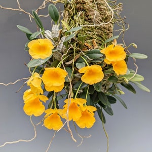 Dendrobium orchid aggregatum rare yellow live plant bloom size