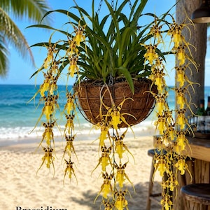 May include: A hanging basket of Brassidium Gilden Urchin orchids. The orchids have long, cascading stems with yellow and brown flowers. The basket is made of woven material and is suspended by chains. The text "Brassidium Gilden Urchin Ontario" is visible.