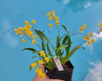 Oncidium orchid twinkle " gold dust" starter plant seedling plug- miniature orchid