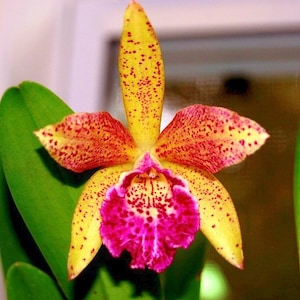 Peut inclure: Gros plan sur une fleur d'orchidée vibrante. Les pétales sont d'un jaune vif, parsemés de points rouges, et le centre est d'un rose profond. Une grande feuille verte est visible sur le côté gauche de l'image.