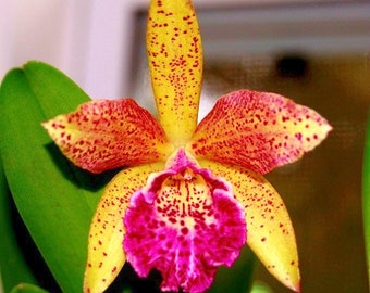 Orchid seedling Cattleya Blc Hawaiian Leopard "Mei Ling" live plant~ Yellow orchid