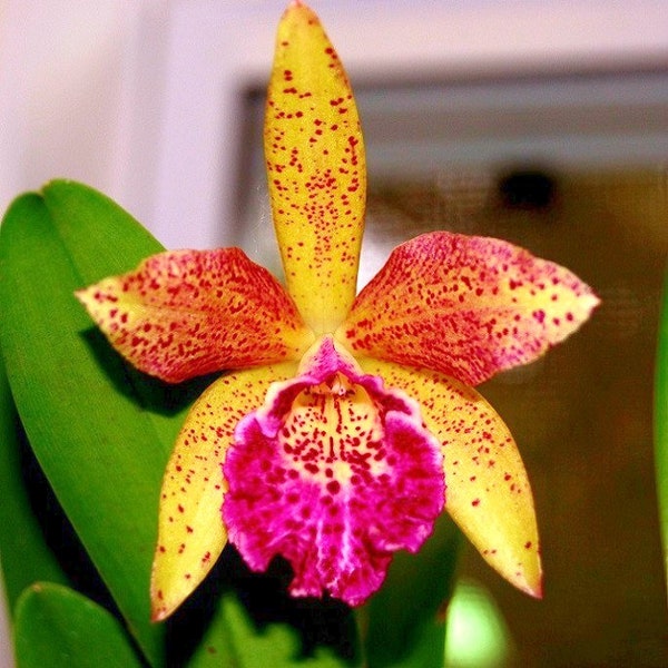 Orchid seedling Cattleya Blc Hawaiian Leopard "Mei Ling" live plant~ Yellow orchid