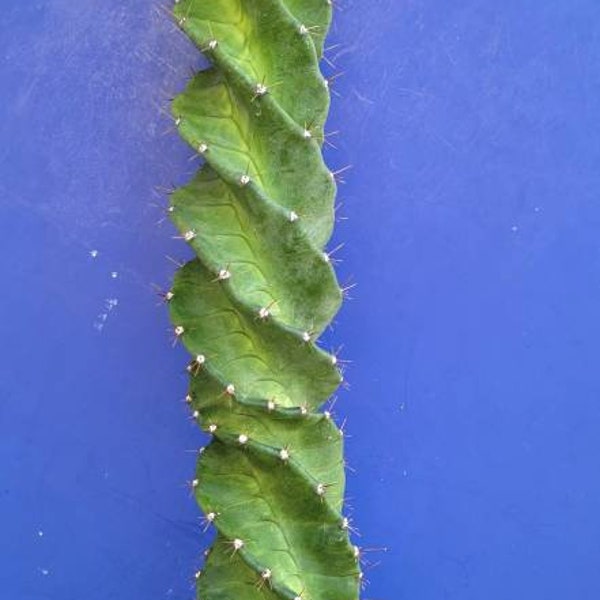 Cereus forbesii cactus- spiralis large spiral live plant  22 inch~Monstrose twisted cactus