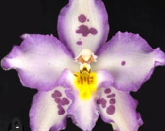 Wilsonara opalescense on the edge oncidium orchid-dancing lady fragrant flowers