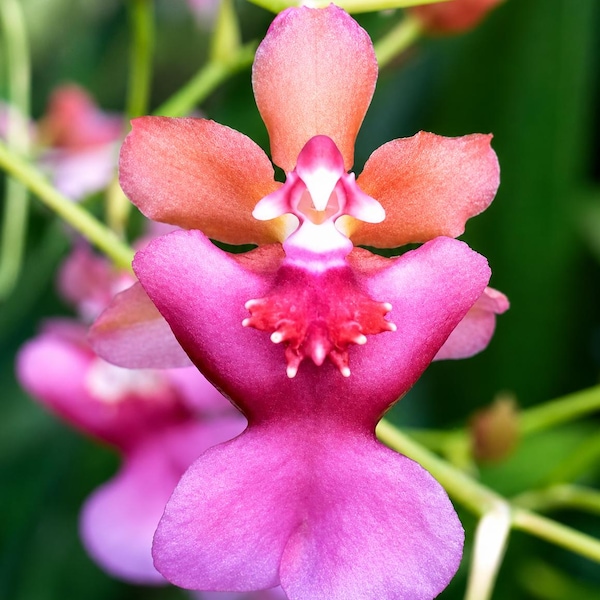 Fragrant Oncidium Orchid Rosy Sunset live plant