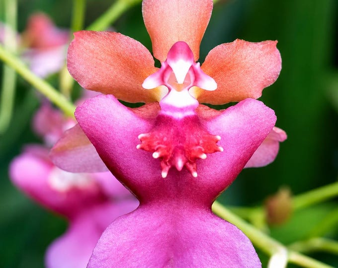Fragrant Oncidium Orchid Rosy Sunset live plant