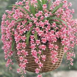 Fragrant Oncidium Orchid Twinkle 'Pink Profusion' Seedling plant