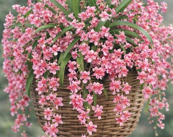 Fragrant Oncidium Orchid Twinkle 'Pink Profusion' Seedling plant